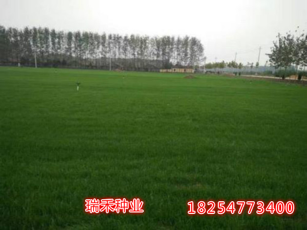 无需修剪的草坪品种探析
