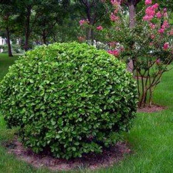 小灌木观花植物品种大全