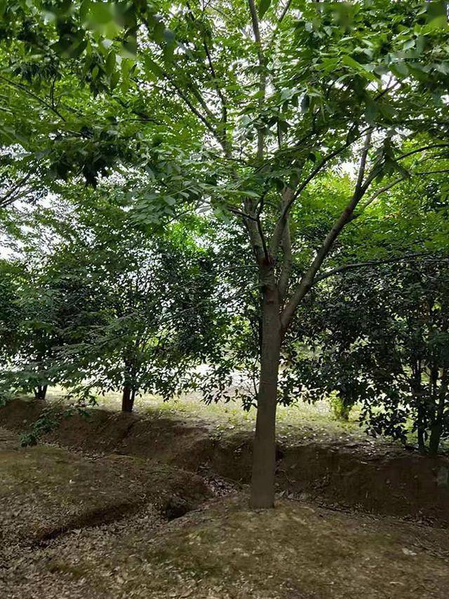 榉树品种丰富多样，各具特色，是园林绿化的重要树种之一。本文将介绍几种常见的榉树品种，并附上图片，以便读者更好地了解这些美丽的树种。
