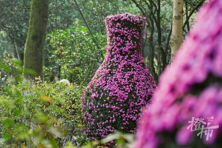 杭州萧山花木品种，自然之美与艺术之韵的完美结合