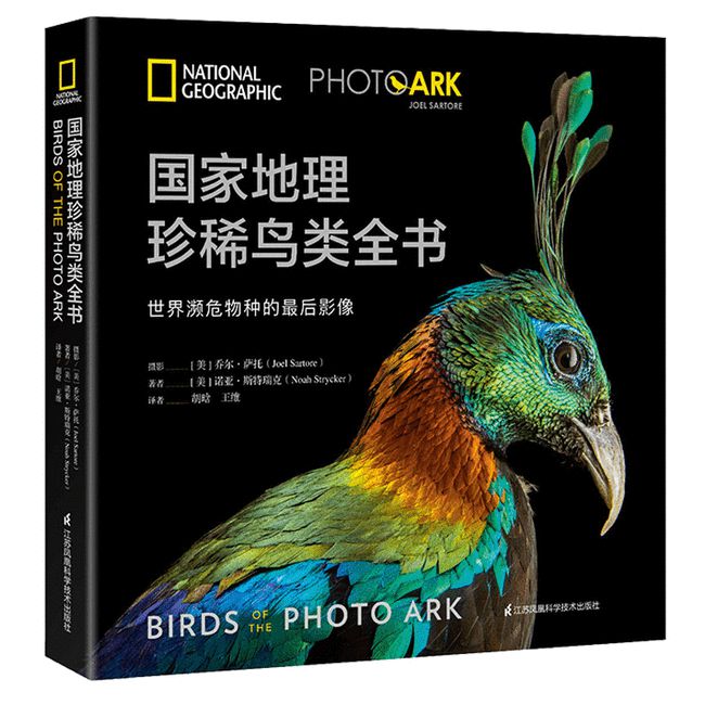 美术教案，探索鸟类的奇妙世界