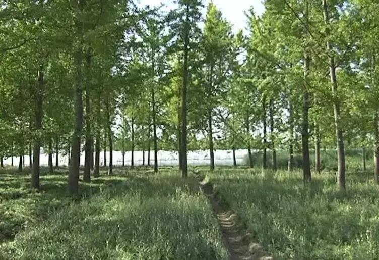 绿化苗木立体套种品种，创新种植模式与生态经济效益分析