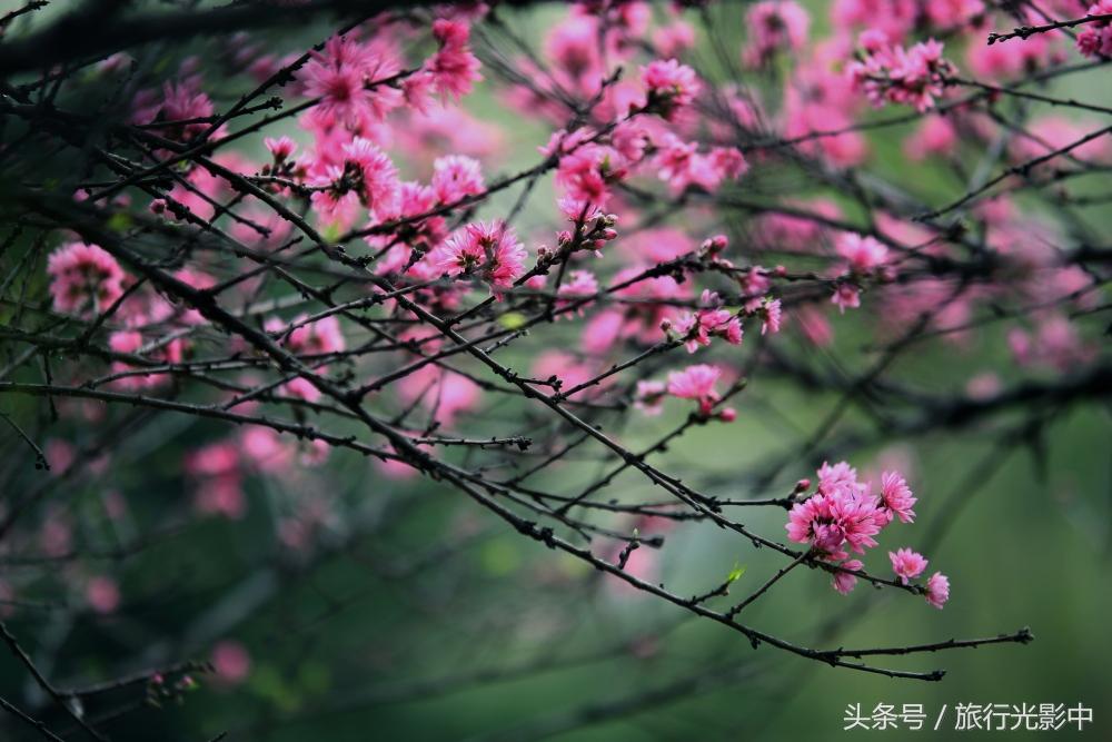 中国主要乔木品种概述