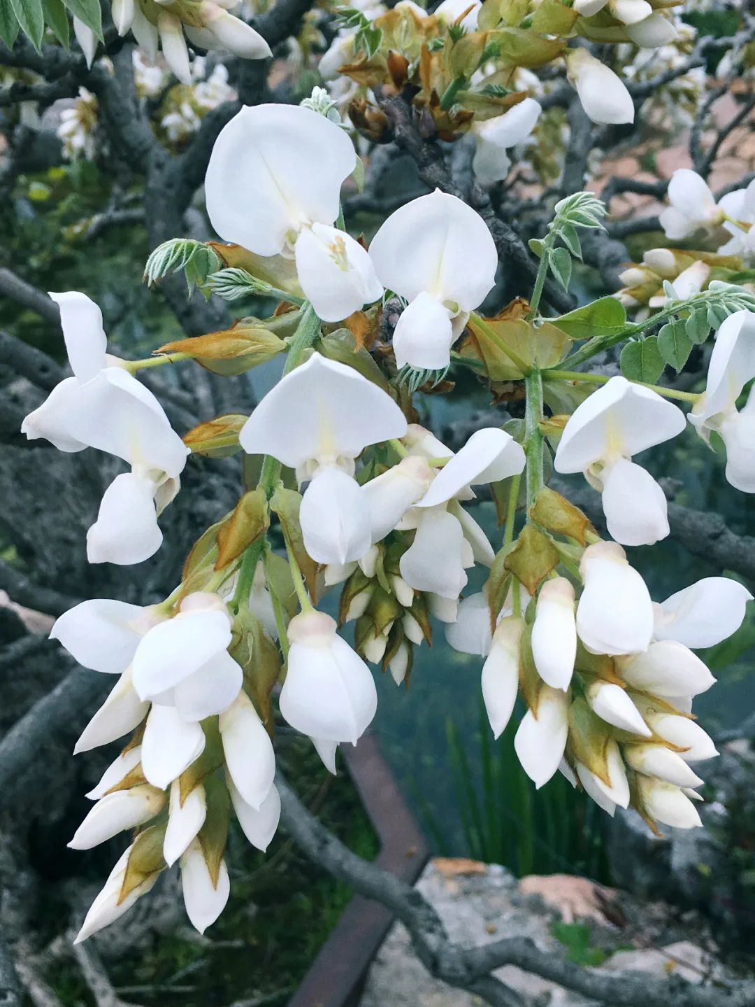 最漂亮的白玉藤花品种