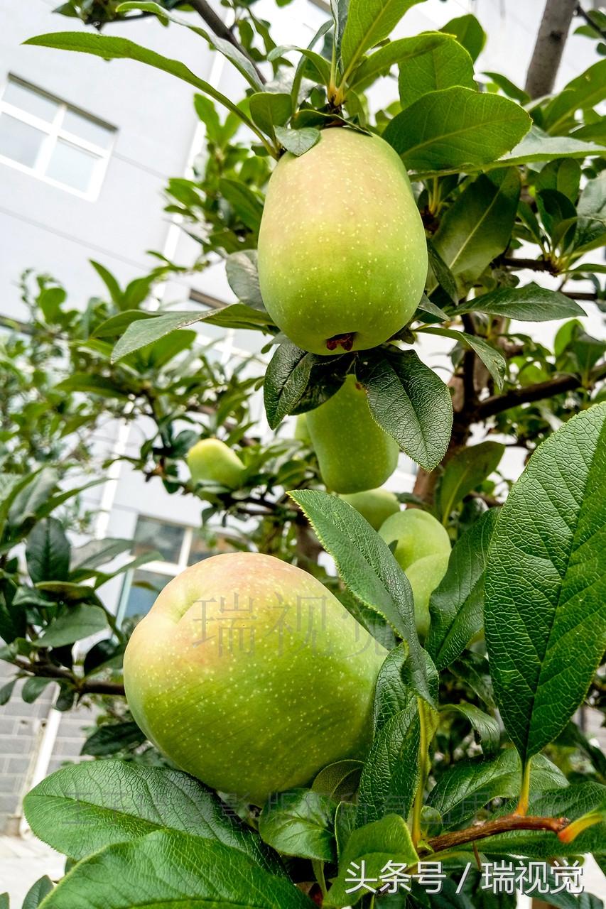 北方草坪品种研究与应用
