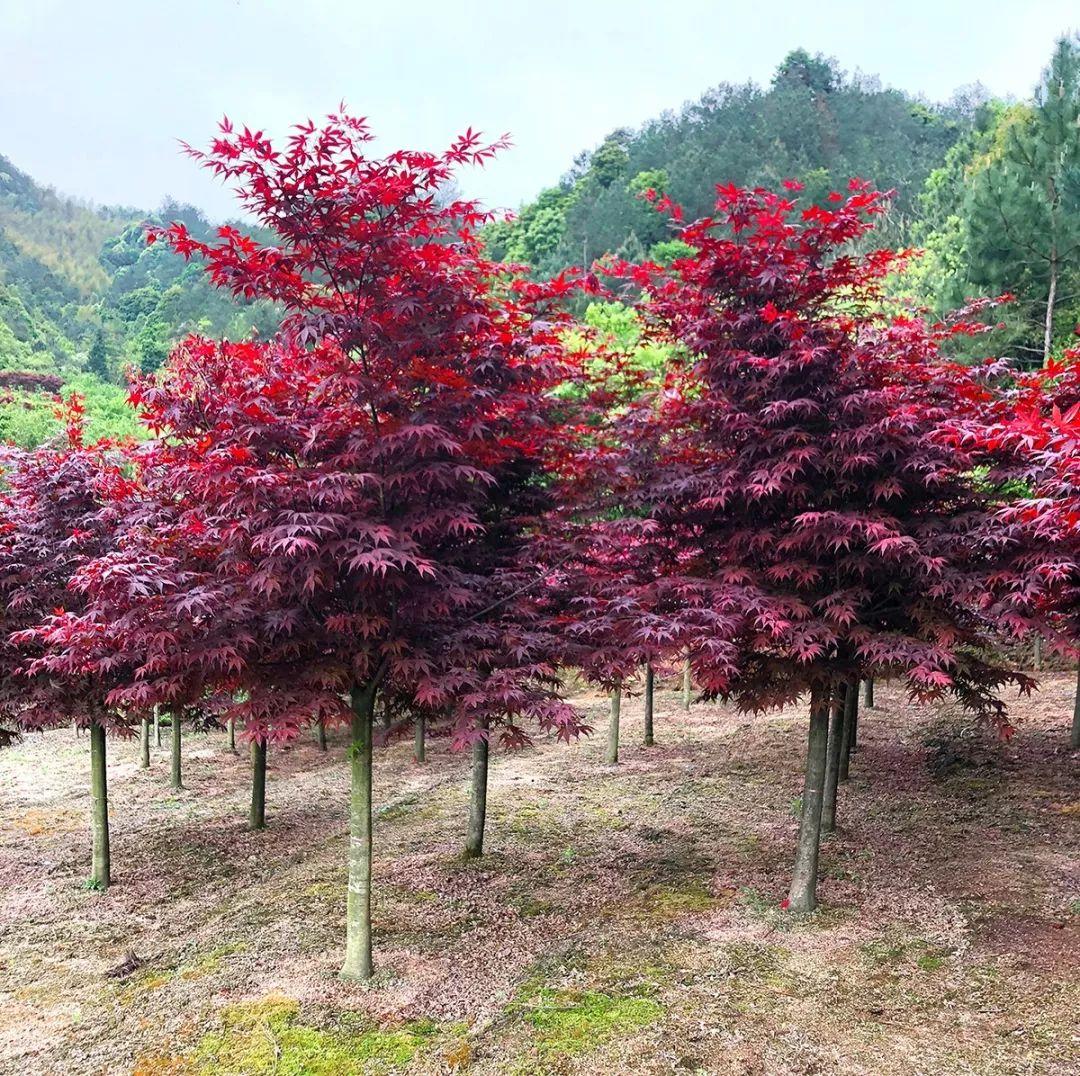日本红枫名贵品种，探索其独特魅力与种植技术