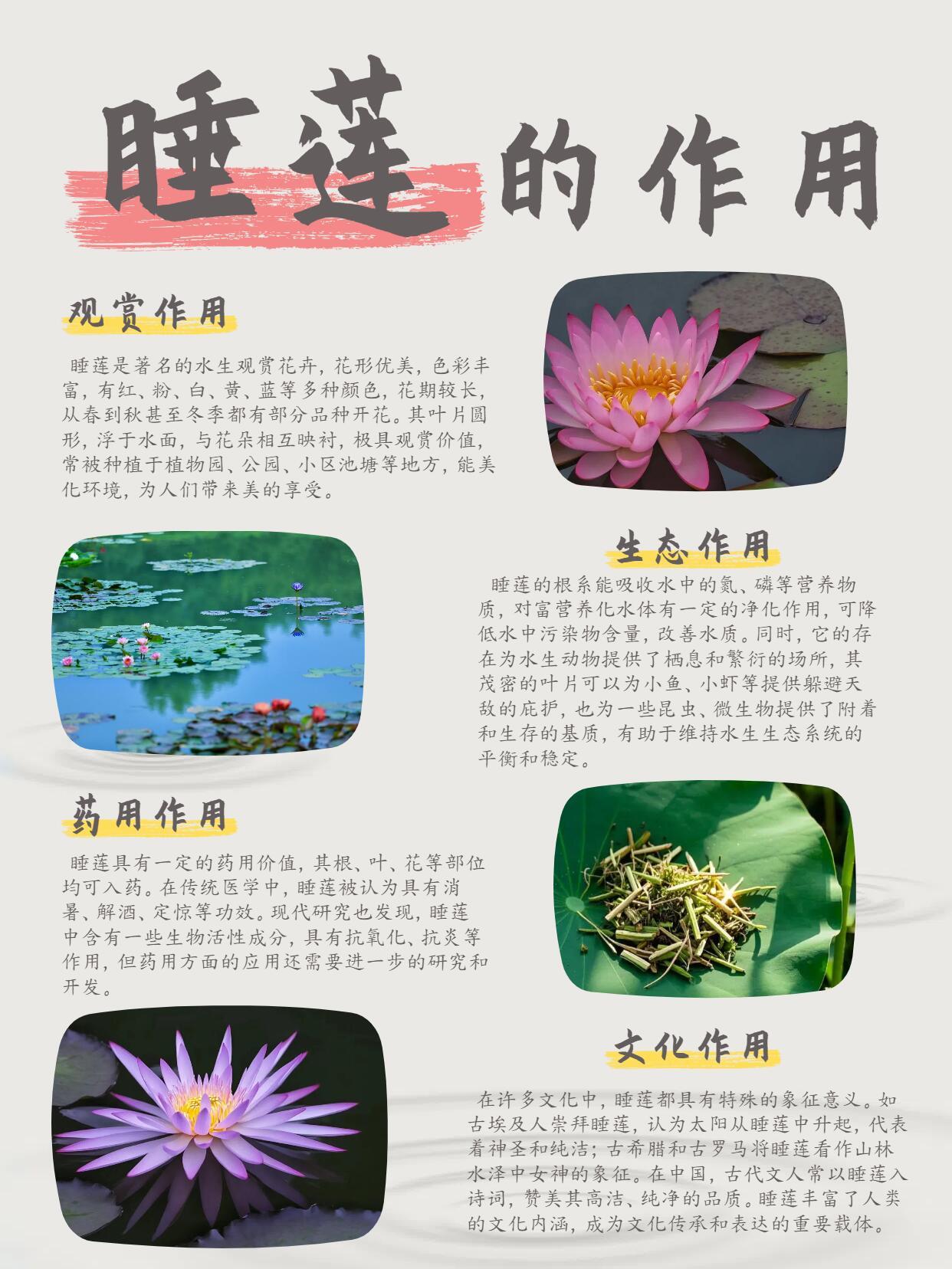 品种睡莲价格及其市场趋势分析