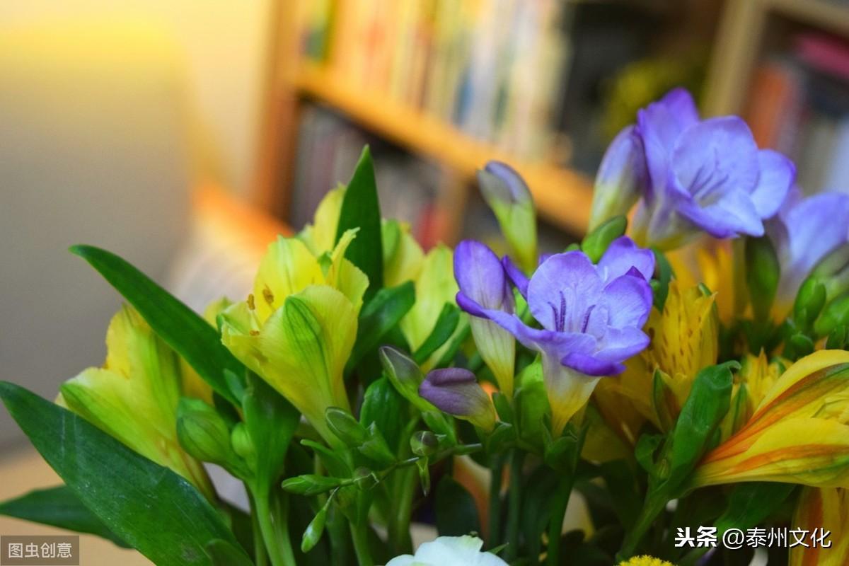 一串红花卉品种介绍与价格分析