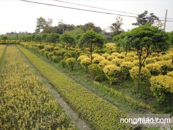 苗圃绿化苗木品种齐全——打造绿色生态的必备之选