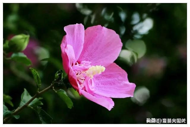 大花木槿品种，美丽与坚韧的象征