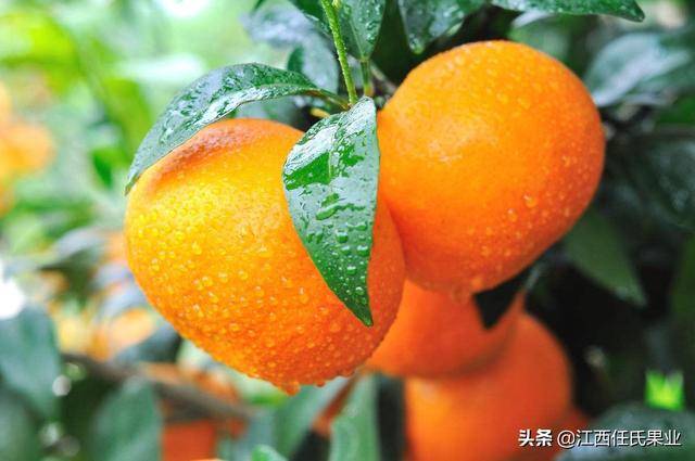 金桔品种哪个好，探索不同品种的独特魅力与优势