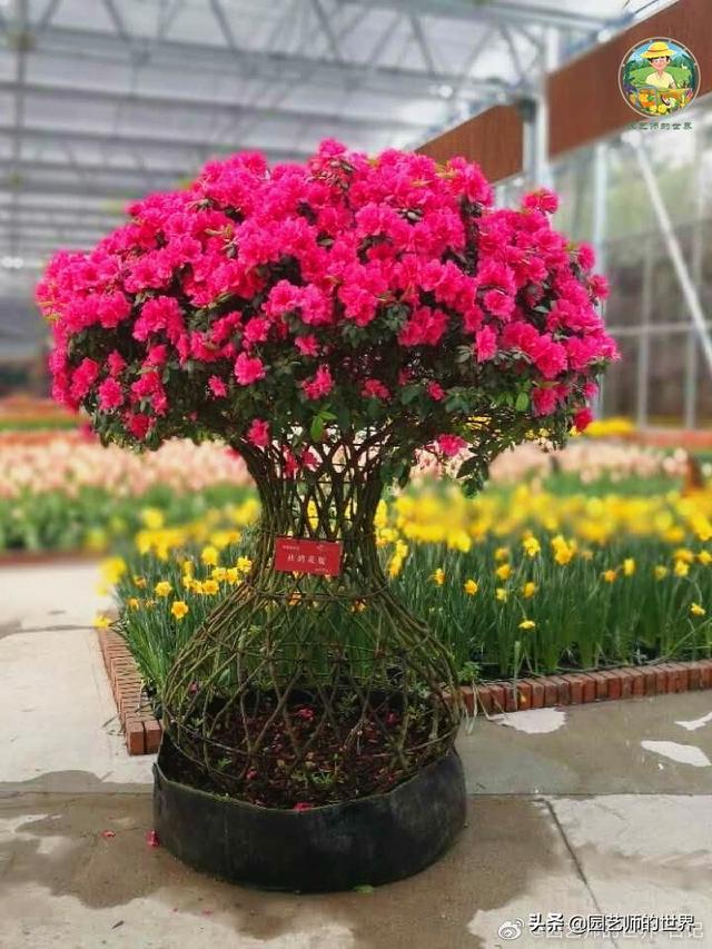 园林绿化花卉品种盆栽，美化环境的独特艺术