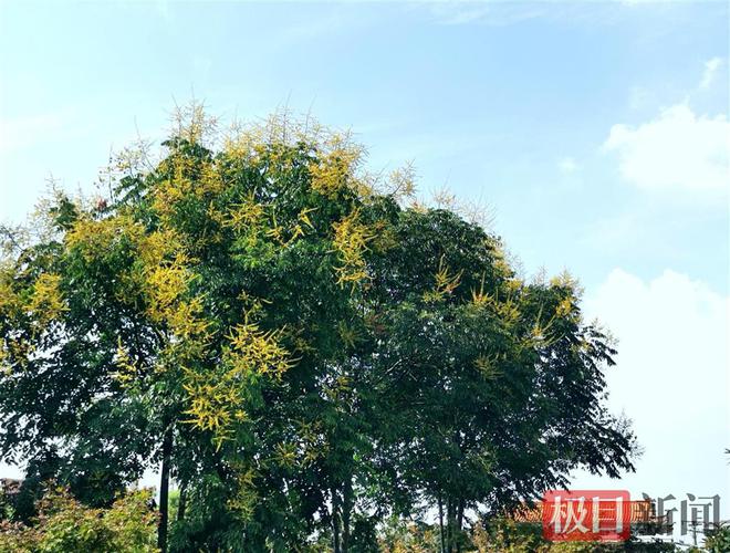 栾树品种繁多，各具特色，是园林绿化的重要树种之一。本文将介绍栾树的品种及其特点，带您领略栾树之美的多样性。