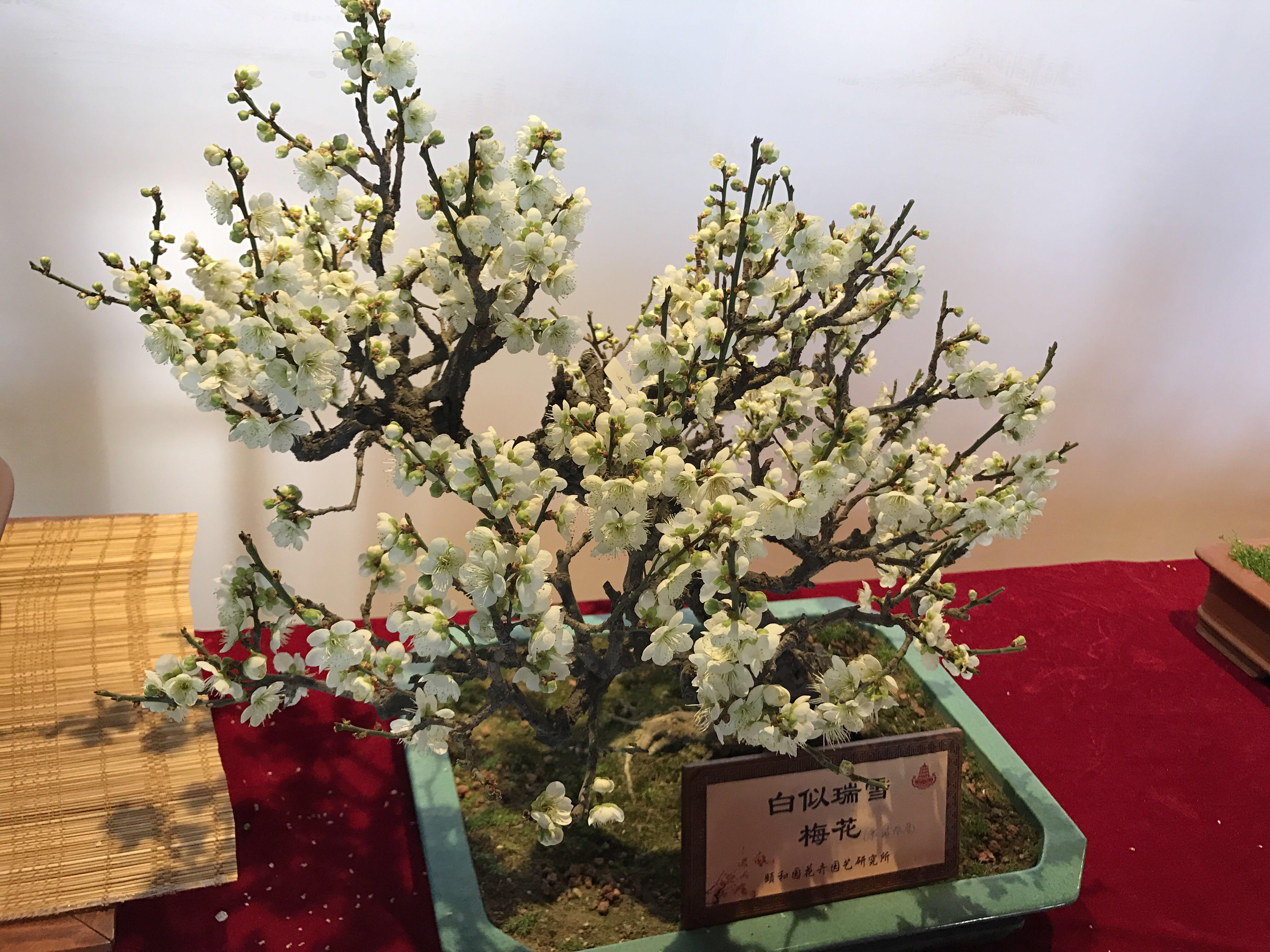 腊梅花图片品种，千姿百态的美丽展现