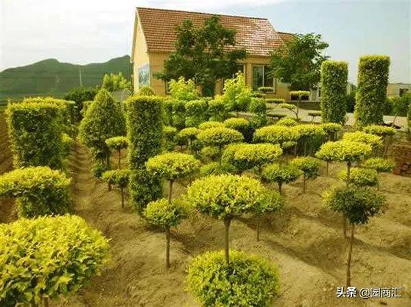 别墅绿化苗木品种，打造优雅宜居的居住环境