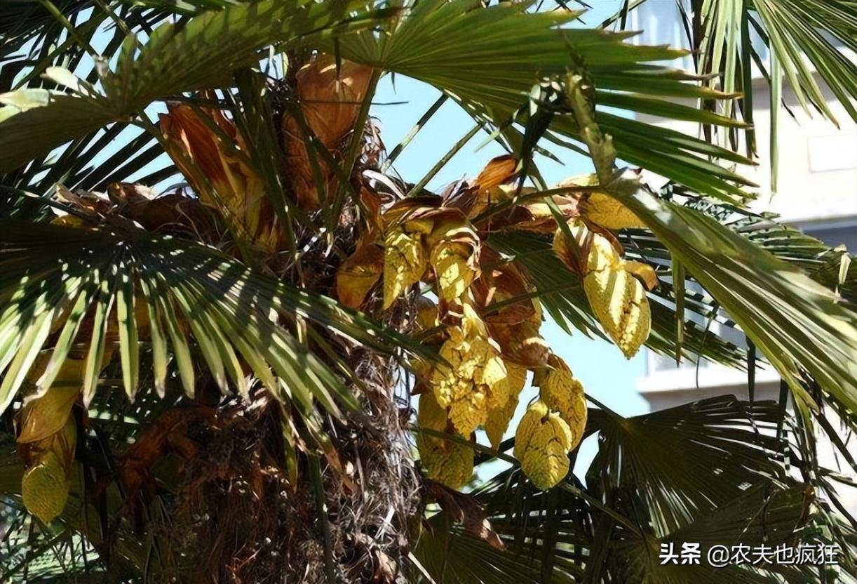 棕树品种繁多，各具特色，如何选择好的品种对于棕树的种植和发展至关重要。本文将介绍不同品种的棕树特点，以及如何选择适合自身需求的棕树品种。