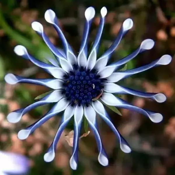 翠菊品种，多彩世界的璀璨明珠