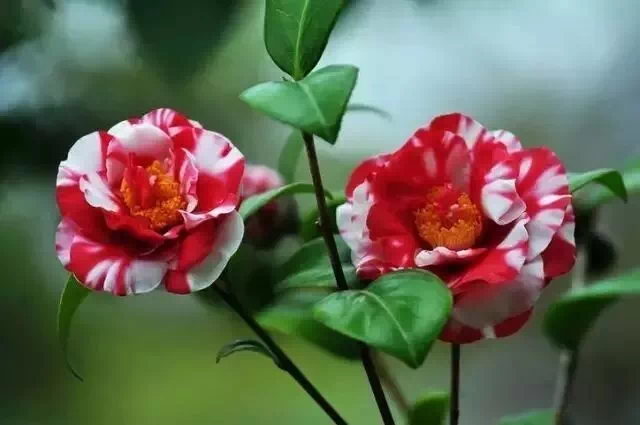 山茶花优良品种的选择，绽放美丽的关键