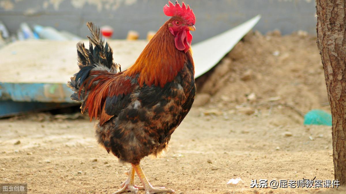 美术大公鸡教案