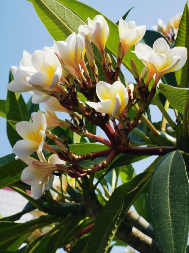 鸡蛋花牛奶，美味与健康共舞