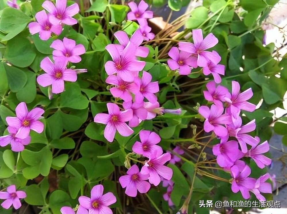 酌浆草的品种研究，从多样性到应用前景