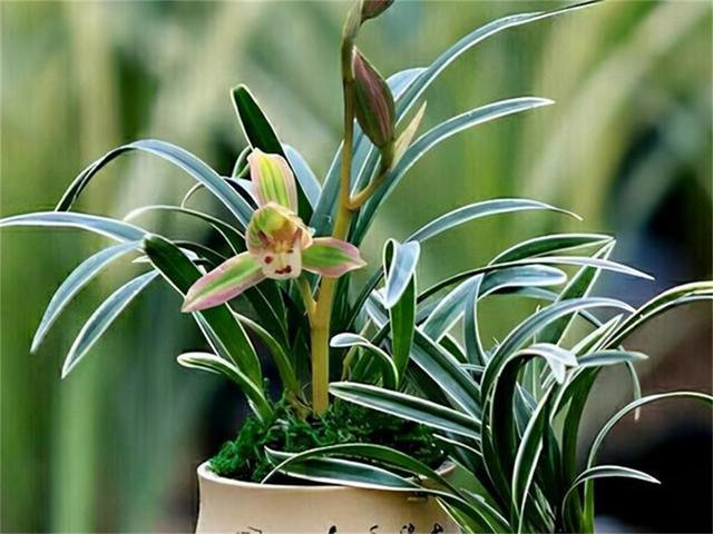 兰花常见品种及其特点