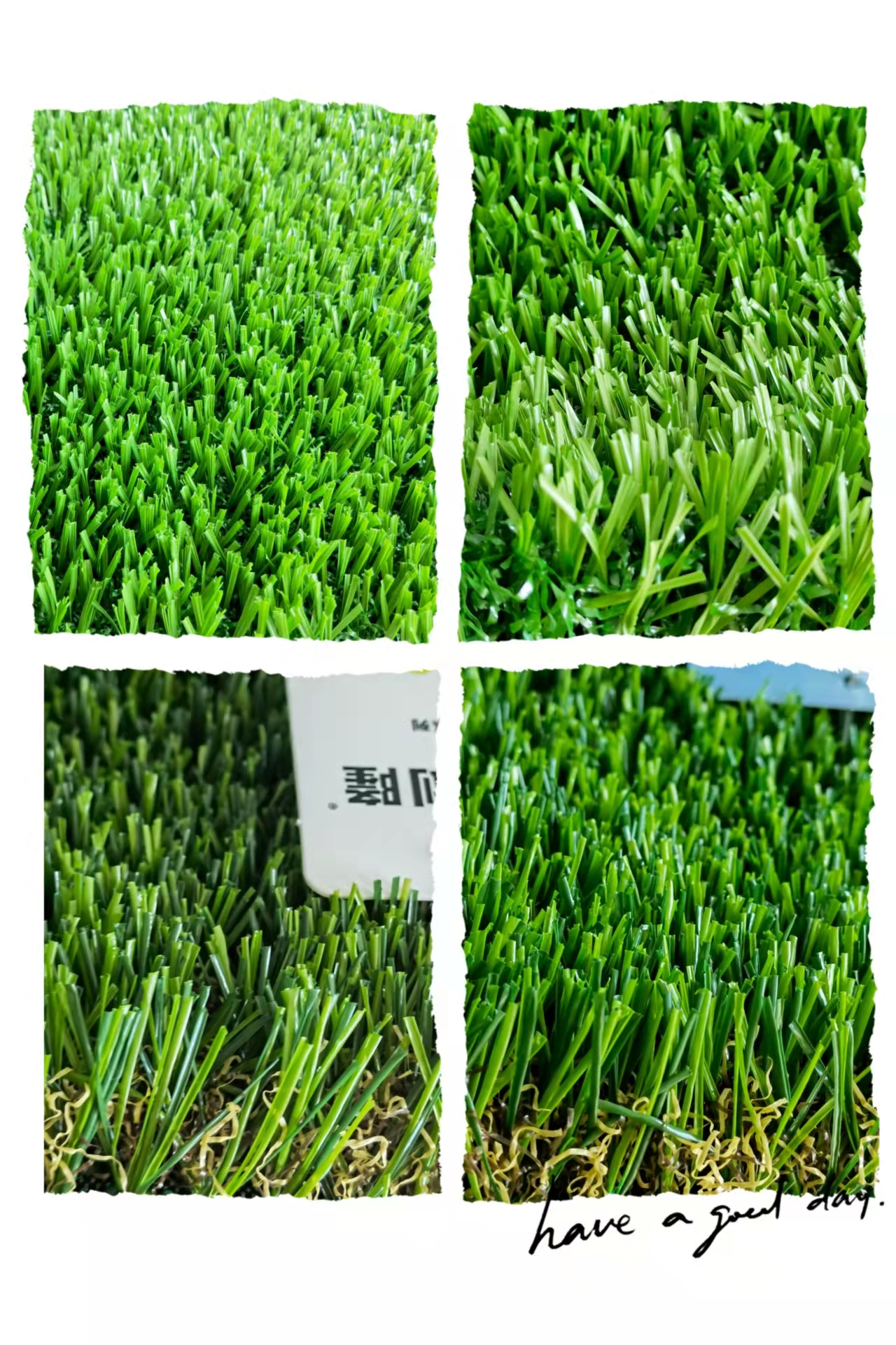 常见草坪植物品种大全