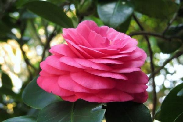 中国名贵茶花品种图片及其独特魅力