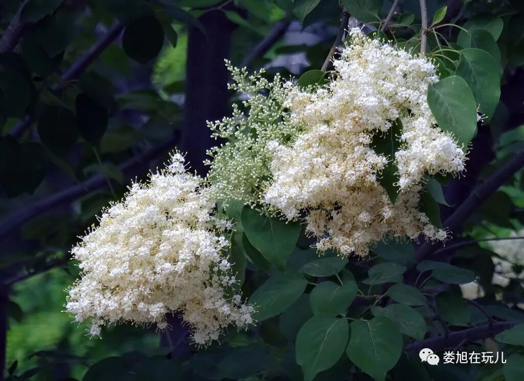 暴马丁香品种，探索其独特魅力与特点