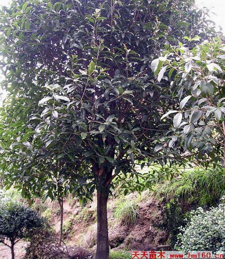 各品种桂花树图片大全，探索香气四溢的桂花世界