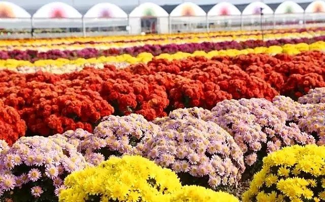 荷兰矮大花品种四季菊——绽放的美丽与独特魅力