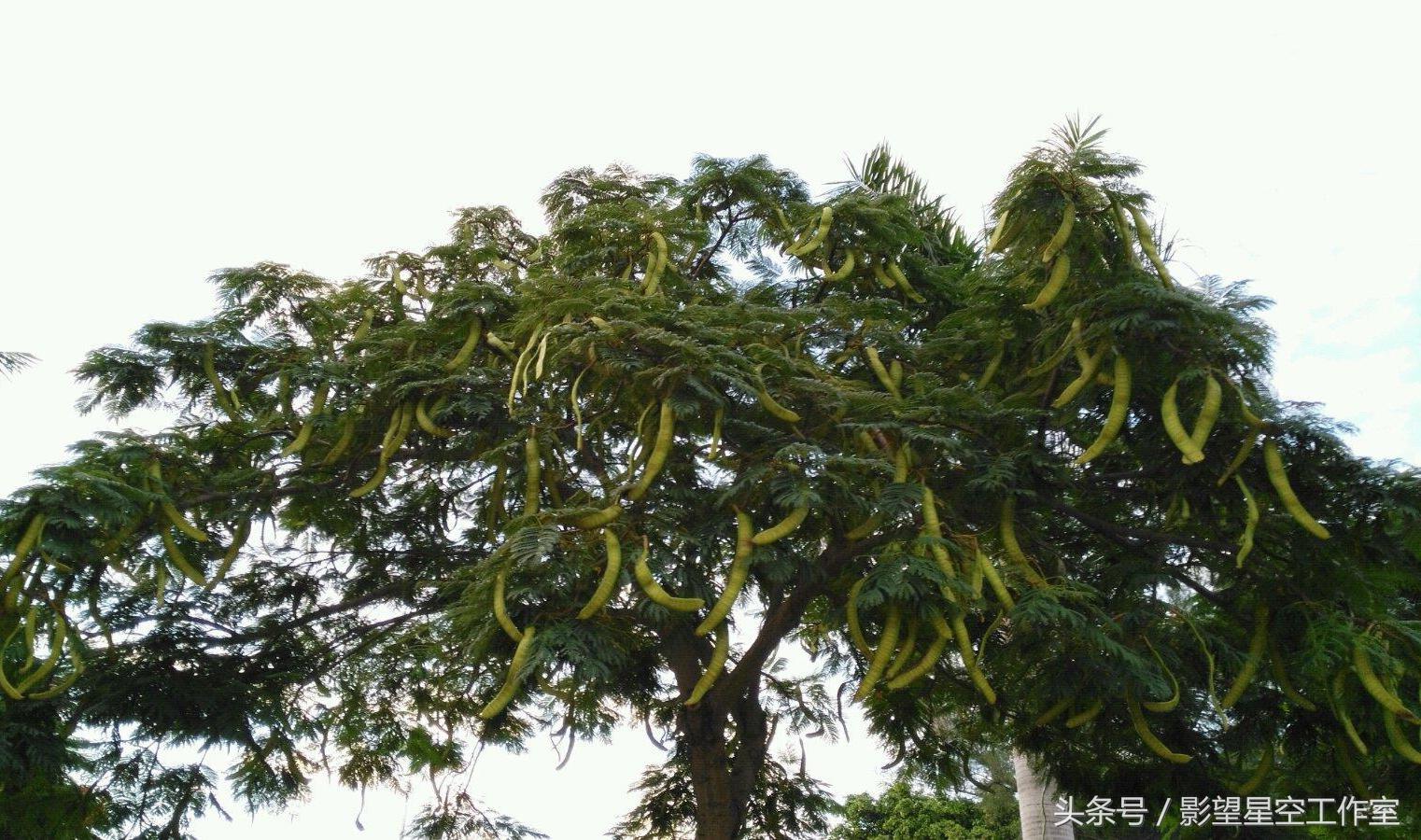 皂角树品种探析