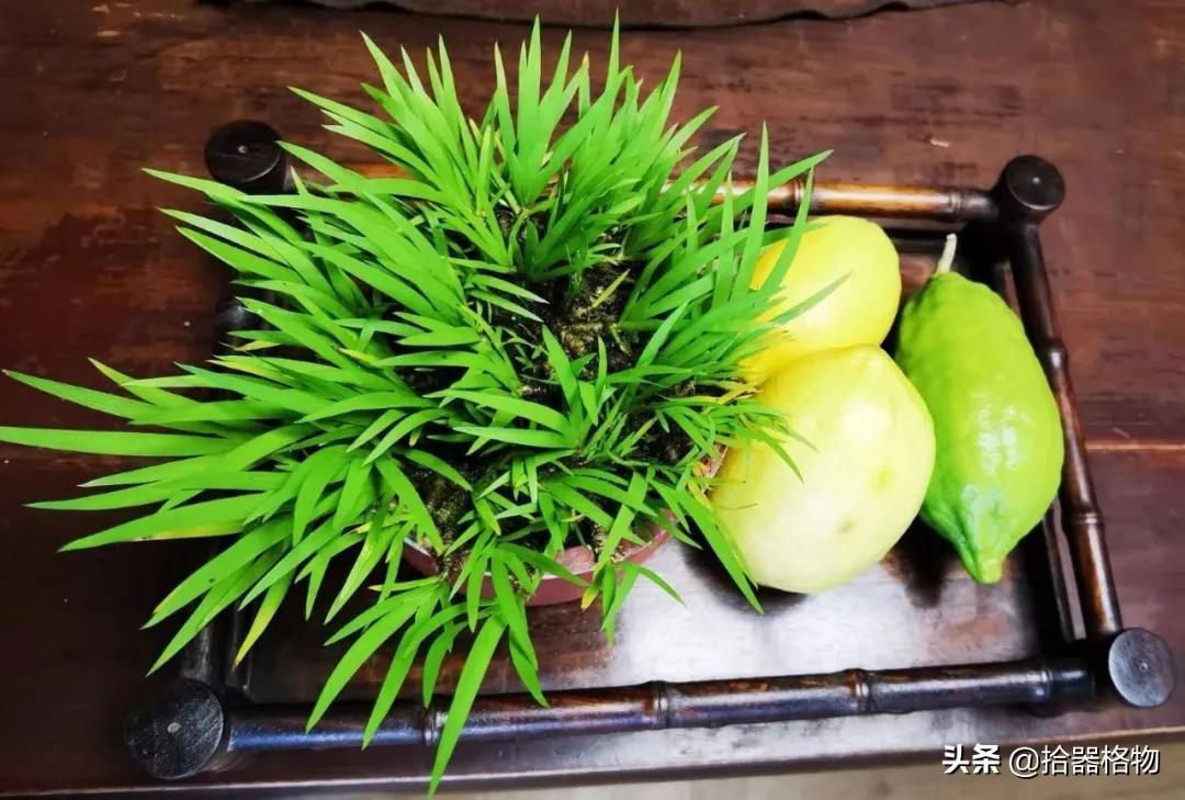 菖蒲品种价格研究，市场分析与深度探讨