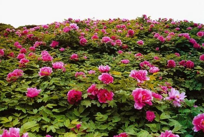 牡丹花品种与花境艺术——探寻国色天香的多彩世界