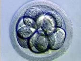 B超与实际取卵数量，探究现代辅助生殖技术中的关键环节